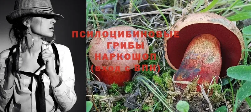 Псилоцибиновые грибы Psilocybe  Арск 